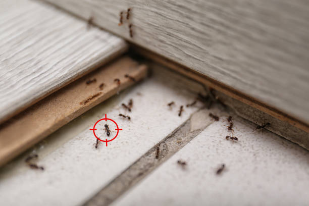 Best Mosquito Control Services  in Meadville, PA