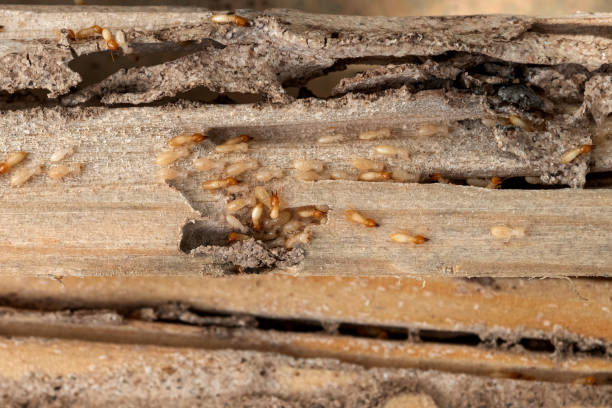 Best Best Pest Control Companies  in Meadville, PA